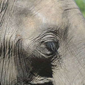 Schöne lange Wimpern des Elefanten