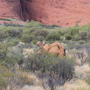 Kamele bei Kata Tjuta