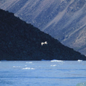 Möwe in der Bucht