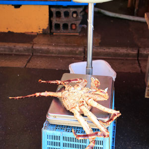 King-Crab auf der Waage