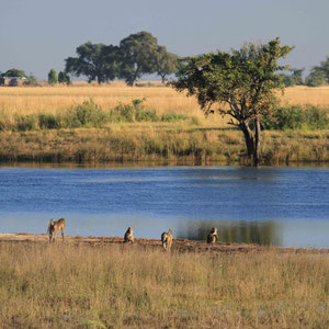 Paviane am Chobe River