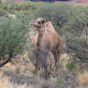 Kamel bei Kata Tjuta