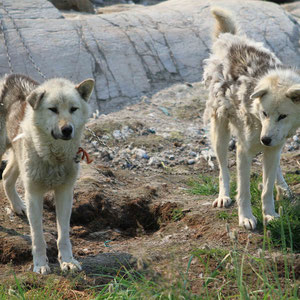 Zwei hungrige Schlittenhunde