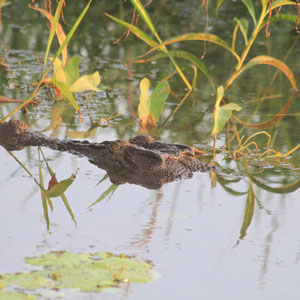 Saltie im Yellow Waters Billabong