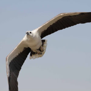 Adler visiert seinen Köder an