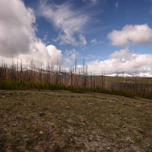 Abgebrannte Bäume in der Nähe des Dunraven Pass