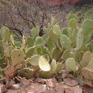 Kakteen am Wegesrand im Grand Canyon