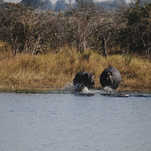 Hippos am Kwando River