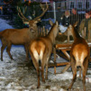 Die Rehe an der Futterkrippe