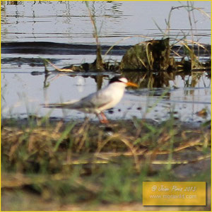 Little tern - Chilreta - Sternula albifrons