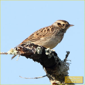 Wood Lark - Cotovia das árvores - Lullula arborea