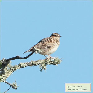 Wood Lark - Cotovia das árvores - Lullula arborea