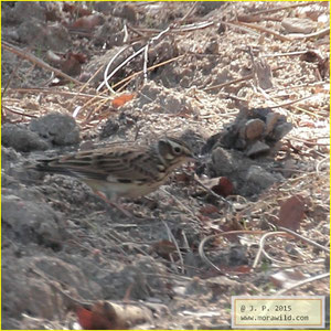 Wood Lark - Cotovia das árvores - Lullula arborea