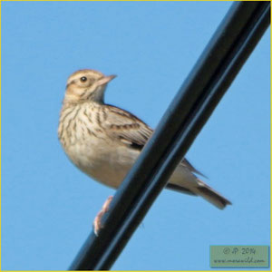 Wood Lark - Cotovia das árvores - Lullula arborea