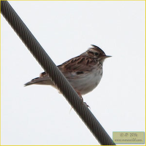 Wood Lark - Cotovia das árvores - Lullula arborea