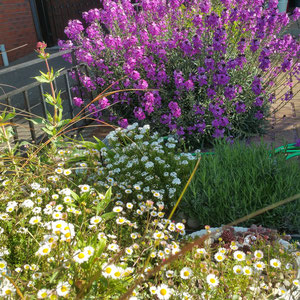 rockery may 2017