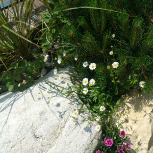 pinus mugo and erigeron