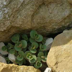 Sedum 'Lime Zinger'