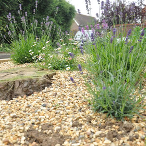 planting 2016
