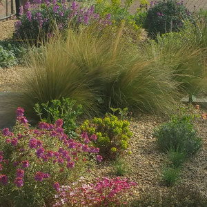 dry garden in april 2017