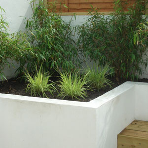 bamboo and grasses