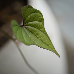 2025.5.16 落ちてたムカゴの実を植えて数年、毎年伸びる蔓に一喜一憂、いつ掘り起こそうかな、、などと。