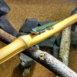 Phelsuma malamakibo