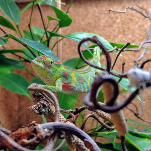 Furcifer minor female