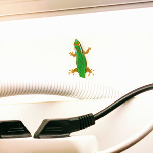 Phelsuma inexpectata