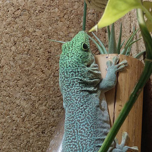 Phelsuma standingi