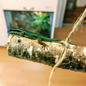 Phelsuma inexpectata