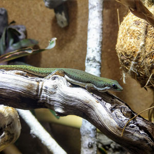 Phelsuma malamakibo