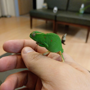 Furcifer petteri female