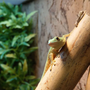 Phelsuma robertmertensi