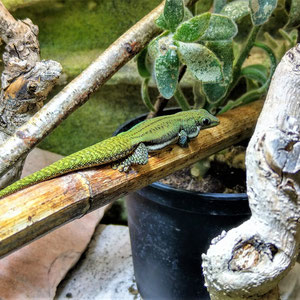 Phelsuma malamakibo