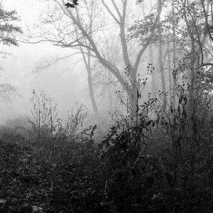 Im Nebel