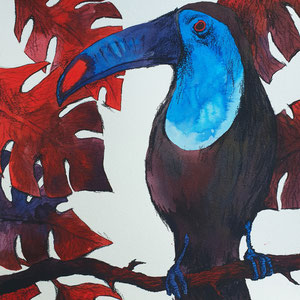 Toucan / encres et pierre noire