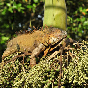Iguane vert (Costa Rica)