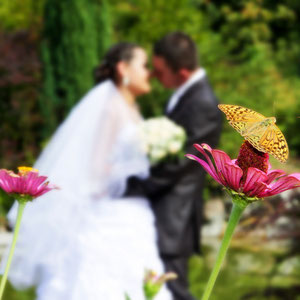 wedding with butterfly