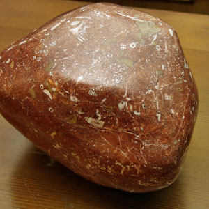 Etwa 20 kg bringt dieser Crinoidenstein aus Hierlatzkalk auf die Waage