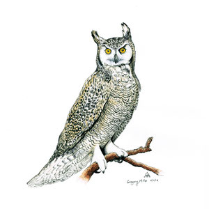 Owl Moccafest Commission. Ink & watercolor on bristol. 