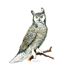 "Great Horned Owl" Watercolor, gouache, and ink. Moccafest Commission.