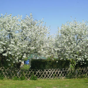 Kirschblüte im Schrebergarten 