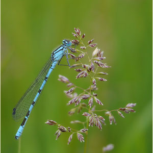 Libelle 28.05.2012