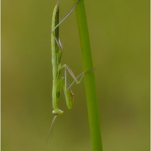 Mantis 08.07.2012