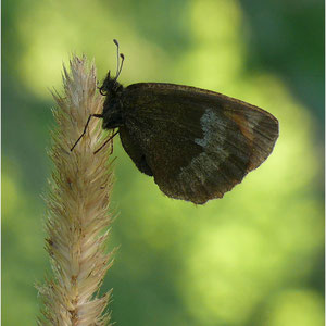 Laggintal 28.08.2014 Erebia christi