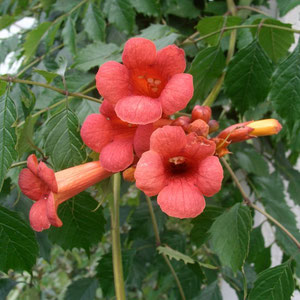 Campsis radicans