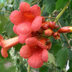 Campsis radicans