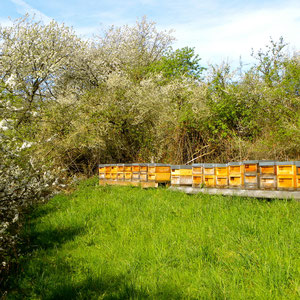 Bienenstandort bei Neukirchen-Balbini