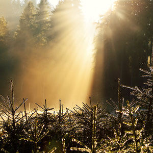 Morgensonne